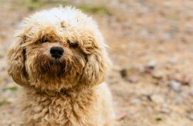 Waarom heeft mijn hond een gele of bruine baard? 