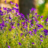 Hoornviooltje (Boughton Blue) is gemakkelijk in onderhoud voor de tuin