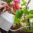 Warm weer buiten? Geef je dorstige kamerplanten nu ook extra water - slimme tips