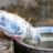 Water voor vogels in de stad: een kleine moeite met groot effect
