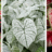 De olifantsoor (Caladium) is terug: de plant met charisma