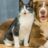 Berkensuiker: Het onzichtbare gevaar voor honden en katten