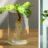 Planten in water (hydroponie) : wel of geen gezonde groentrend?