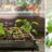 De eerste planten kweken achter glas: zo begin je zelf, ook zonder kas in je tuin