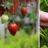 Aardbeien kweken is niet moeilijk: tips voor een succesvolle oogst deze zomer