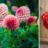 Dahlia's: de nostalgische bloemen die we graag weer terugzien in de (moes)tuin