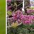 Na de magnolia is het de beurt aan de judasboom: kijk hoe mooi deze bloesem is