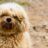 Waarom heeft mijn hond een gele of bruine baard? 7 tips om dat te behandelen