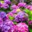 Illustratie bij: Hortensia’s snoeien: wanneer, hoe en waarom?