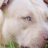 Undercover in Nederland dierenmishandeling honden trainers