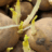 Spruitende aardappels
