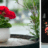 geraniums