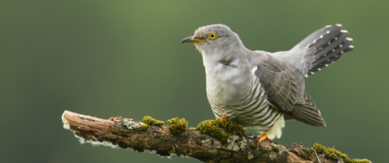 vogelfluiten
