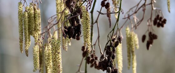 pollen enlzenpollen berkenpollen