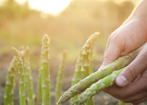 Wanneer gaat het aspergeseizoen van start