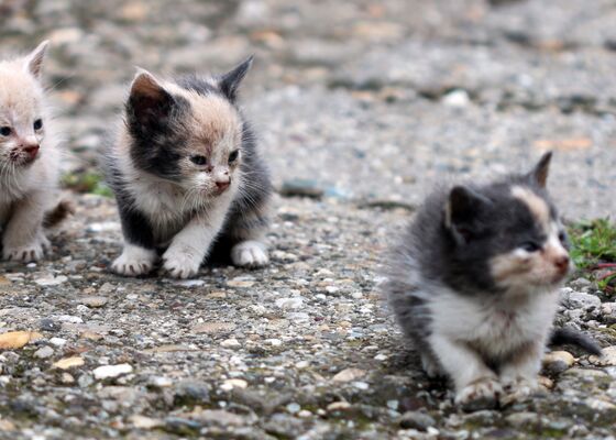 kittens gedumpt