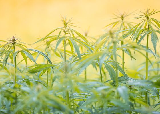 Opgebiecht wietplantage