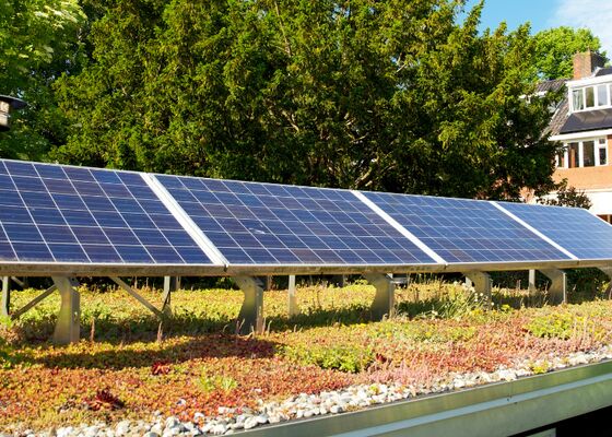 Groene daken, sedumdak sedumdaken, groen dak