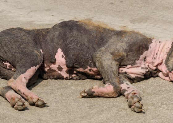 Lelijkste hond van de Wereld Nederland