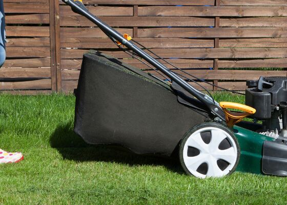 Gazon gras onderhoud