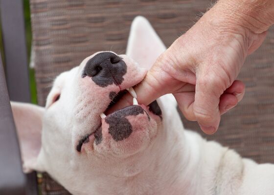 Hondenbeten, kinderen slachtoffer, kind dood door beet hond