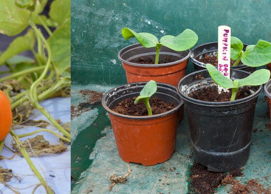 Pompoenen kweken in potten