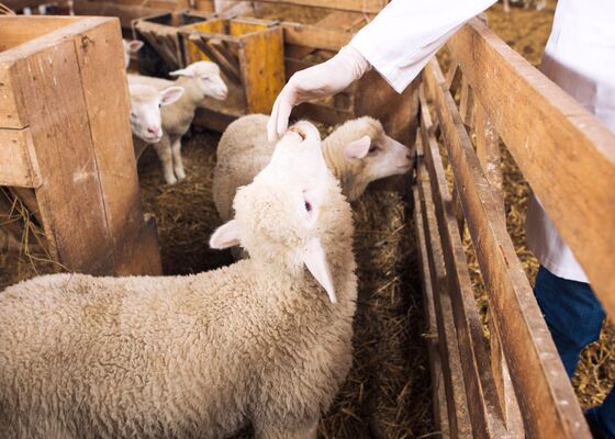 Willem-Alexander Blauwtongvirus