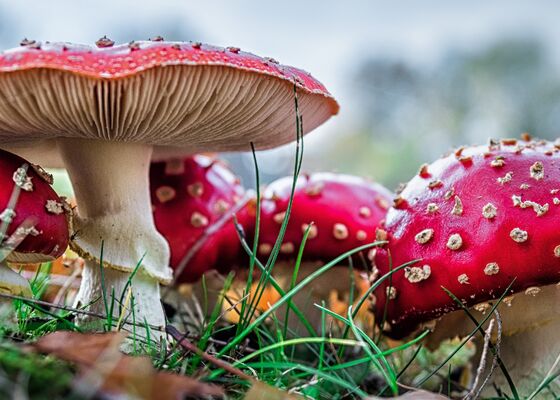 Paddenstoelenroutes Natuurmonumenten