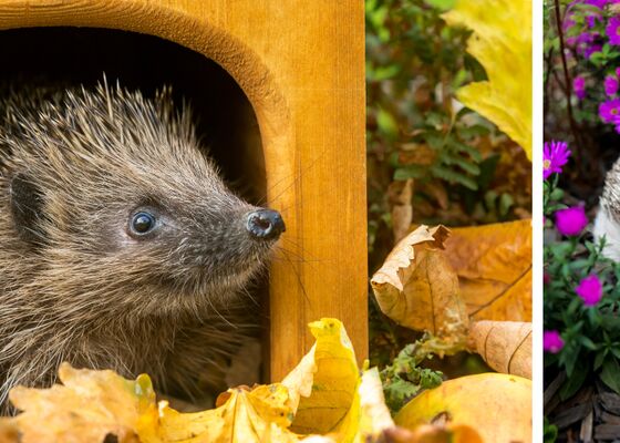 egelhuisje egel opvangen in tuin