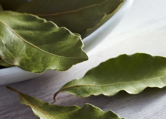 laurier-laurierbladeren