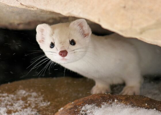 Jaar van de Hermelijn