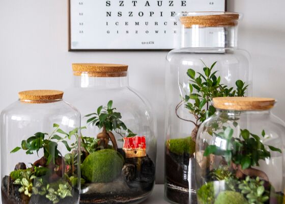 Plantenterrarium, onderhouden planten terrarium, ecosysteem