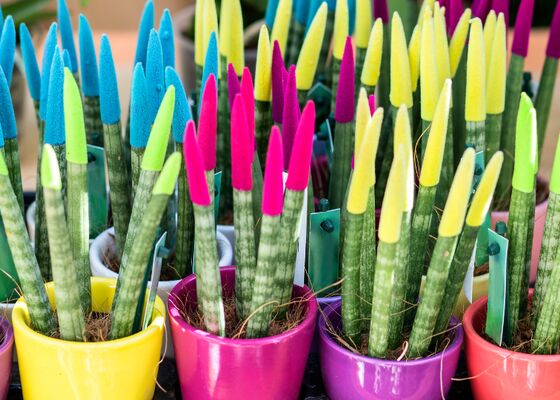 Plantenmishandeling, planten mishandelen, creatief met planten