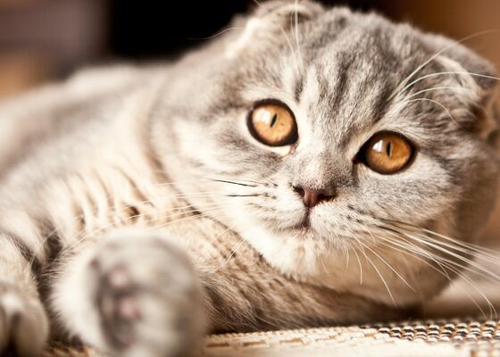 Marktplaats onder vuur vanwege Scottish Fold katten