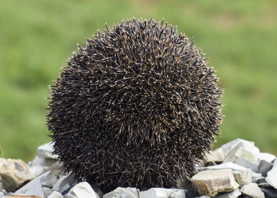 Dierenmishandeling steeds wreder