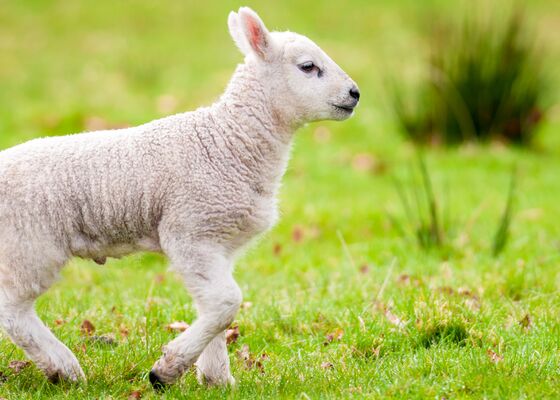 Komst lammetjes in gevaar door ontbreken blauwtongvirus vaccin