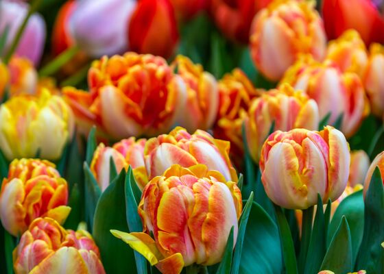 Tulp met jouw naam, vernoemen, bekende mensen