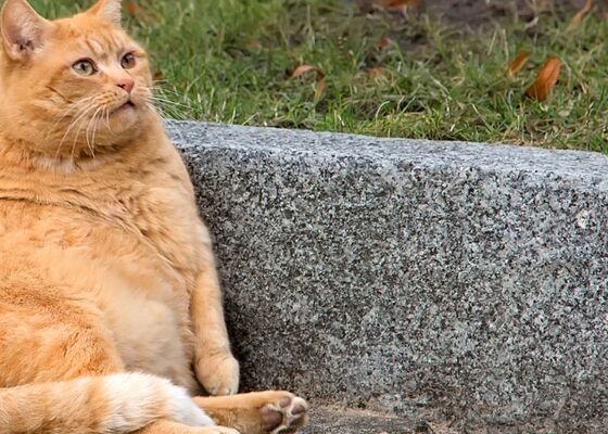 Dikke katten en honden