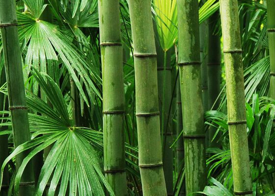 Bamboe, bambu, bamboo in tuin