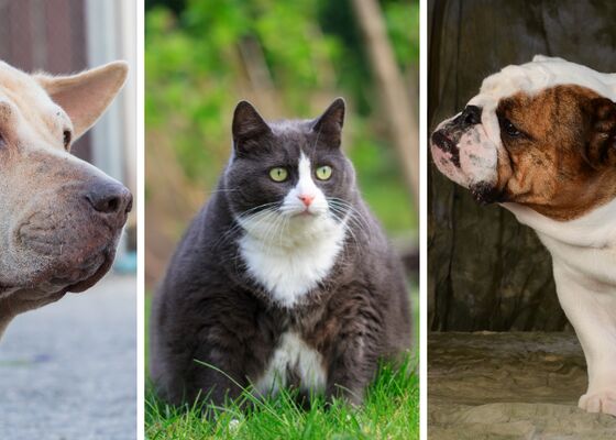 honden en katten met overgewicht