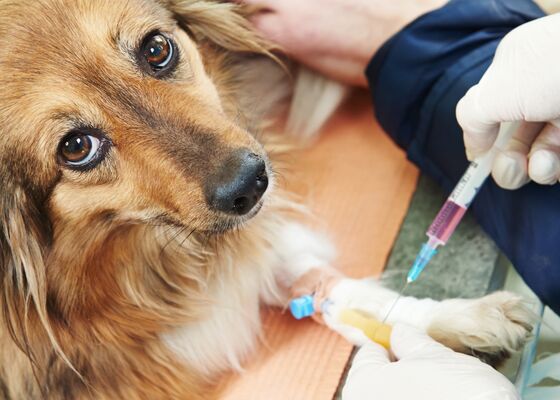 Ex-proefdieren adopteren