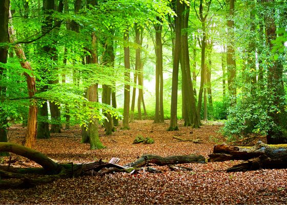 Bomen fijnstof opname