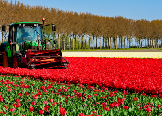 Tulpen koppen