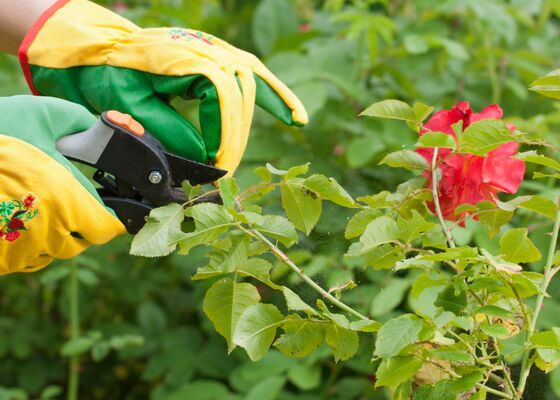 Zomersnoei: uitgebloeide bloemen snoeien voor een 2e bloei
