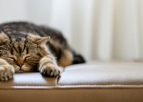 slaaphouding-van-je-kat