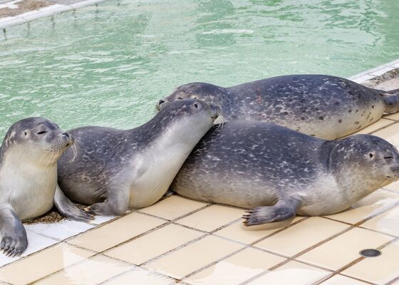 Zeehondencentrum Pieterburen