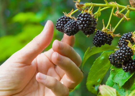 bramen plukken bramenplukseizoen