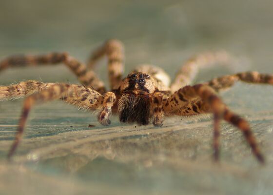 Spinnen