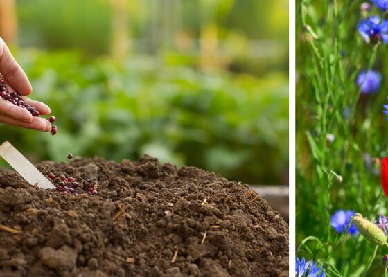zaaien in september najaar