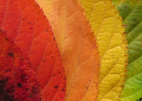 verkleuring bladeren